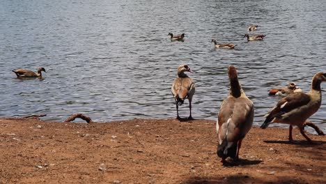 Medium-shot-of-Egyptian-geese-on-a-lake-shore