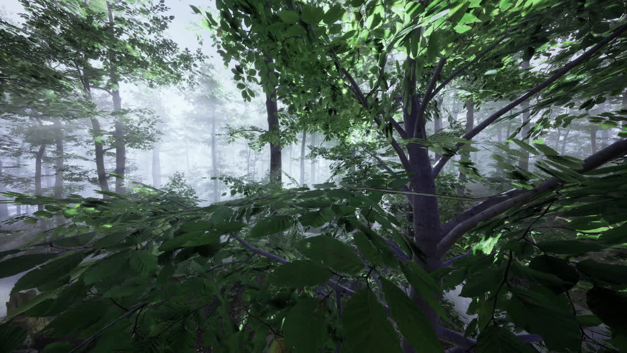 Serene forest landscape with lush foliage during a misty morning