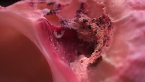 close-up of a pink seashell