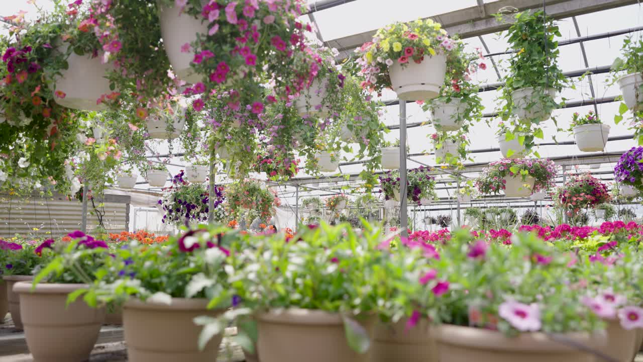 Lang panorering af potteplanter i et drivhus-havecenter