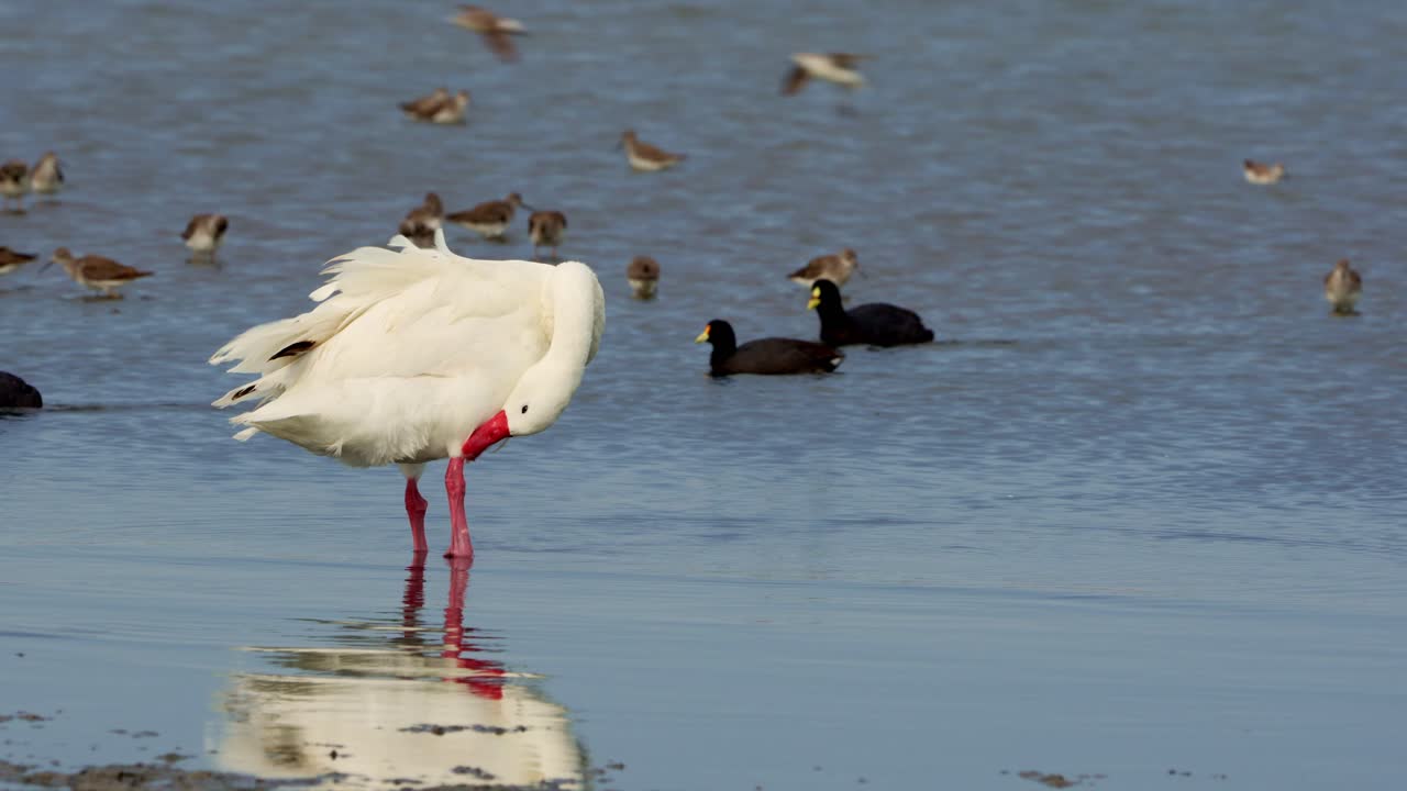 hermosa escena natural de un lago con un cisne, aves playeras y un coote nadando