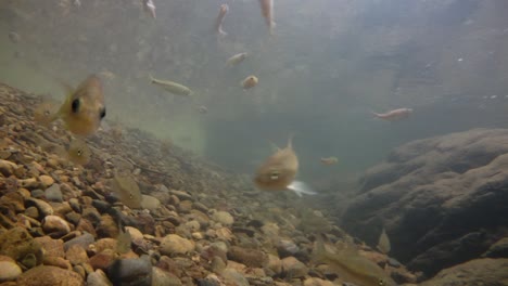 kaeng krachan national park is home to a lot of fantastic wild animals and the streams are life source of fresh water for animals to drink and for fish to swim around