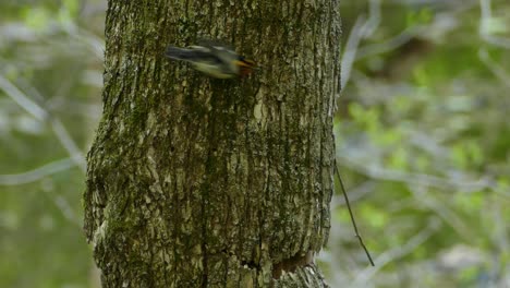 Blackburnian-warbler-Bird-sitting-on-a-tree-trunk-on-a-sunny-autumn-day-and-take-off