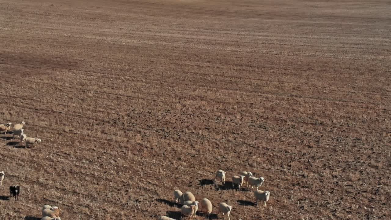Pecore e cane si muovono attraverso un campo arido in Georgia durante il giorno