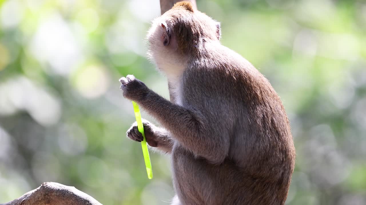 un mono comiendo paja en el zoológico de chonburi