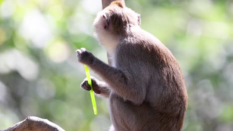 monkey eating straw at chonburi zoo