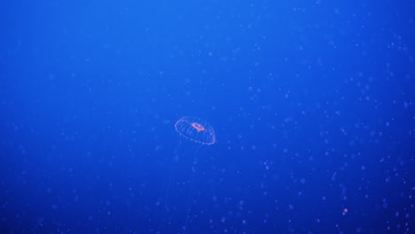 Einkristallgelee,-Das-Vor-Blauem-Hintergrund-Durch-Das-Aquarium-Steigt