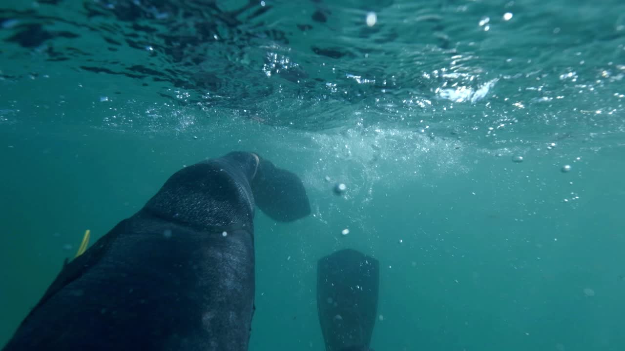 은 바다에서 지느러미와 수영복을 입고 수영하는 것