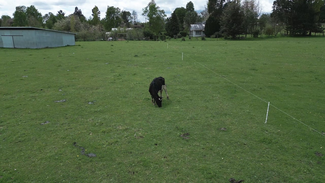 Low orbit drone shot circling a single brown cow standing on a lush green pasture with flowering white tree and rural farmland with poplar trees in the background