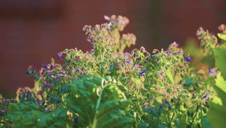 blumen und unkraut, die von der morgensonne beleuchtet werden