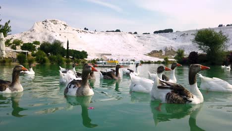 muchos patos nadando en el estanque en pamukkale, denizli, turquía