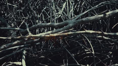 hongo naranja creciendo en una rama en un bosque de manglares