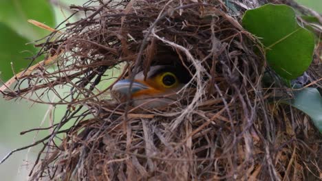 The-Silver-breasted-Broadbill-is-a-famous-bird-in-Thailand,-both-local-and-international