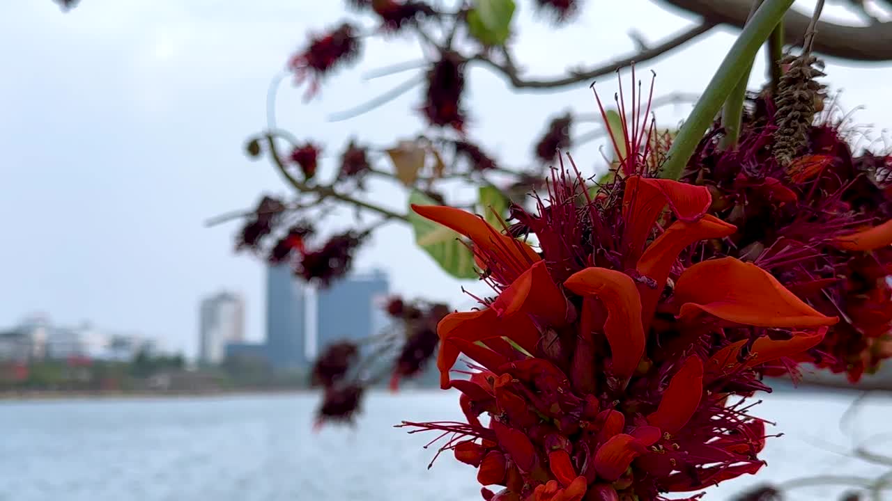 Close-up of vivid red flowers with a city skyline and water in the background.