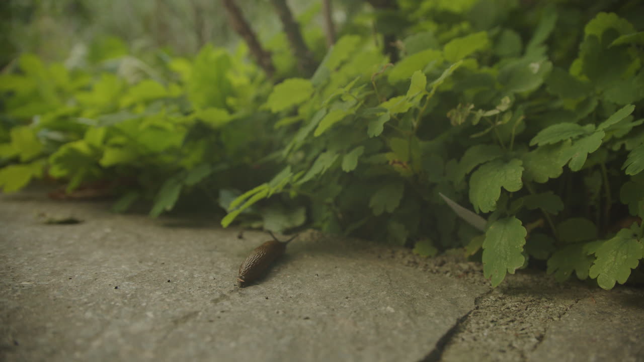 Slow-motion macro shot of a snail gliding over moss-covered ground. Perfect for themes of slowness, texture, and natural life