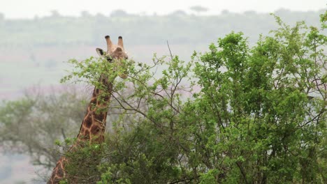 giraffe feeding on a tall tree, medium close up