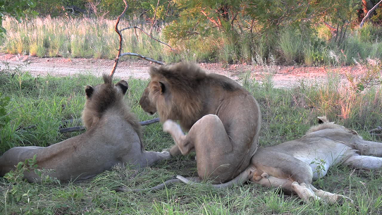어린 사자 들 이 국립 보호 구역 의 길 을 따라 있는 사바나 잔디 에서 깨어난다