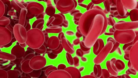 blood cells flying through arteries on green background