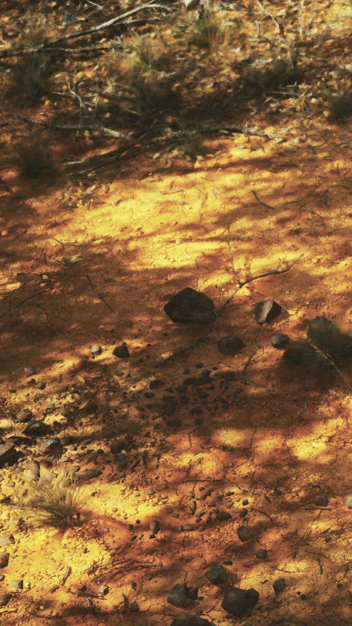 Ground of red dirt rocks and plants in a natural setting during daytime