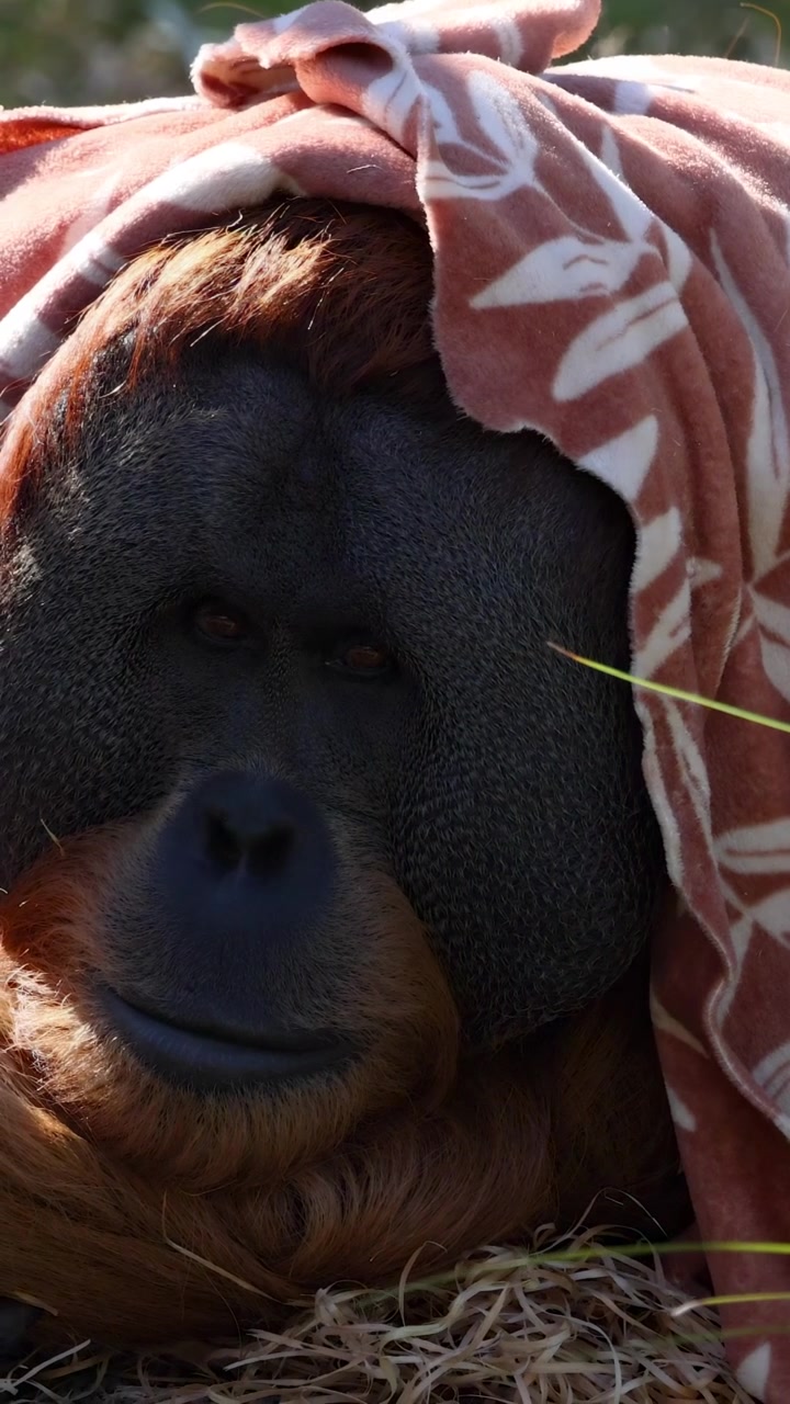 Orangutan che si rilassa con un panno sulla testa