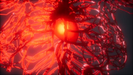 blood vessel system and heart