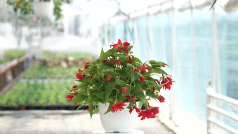 video de producto de 360 grados con flores en un fondo borroso