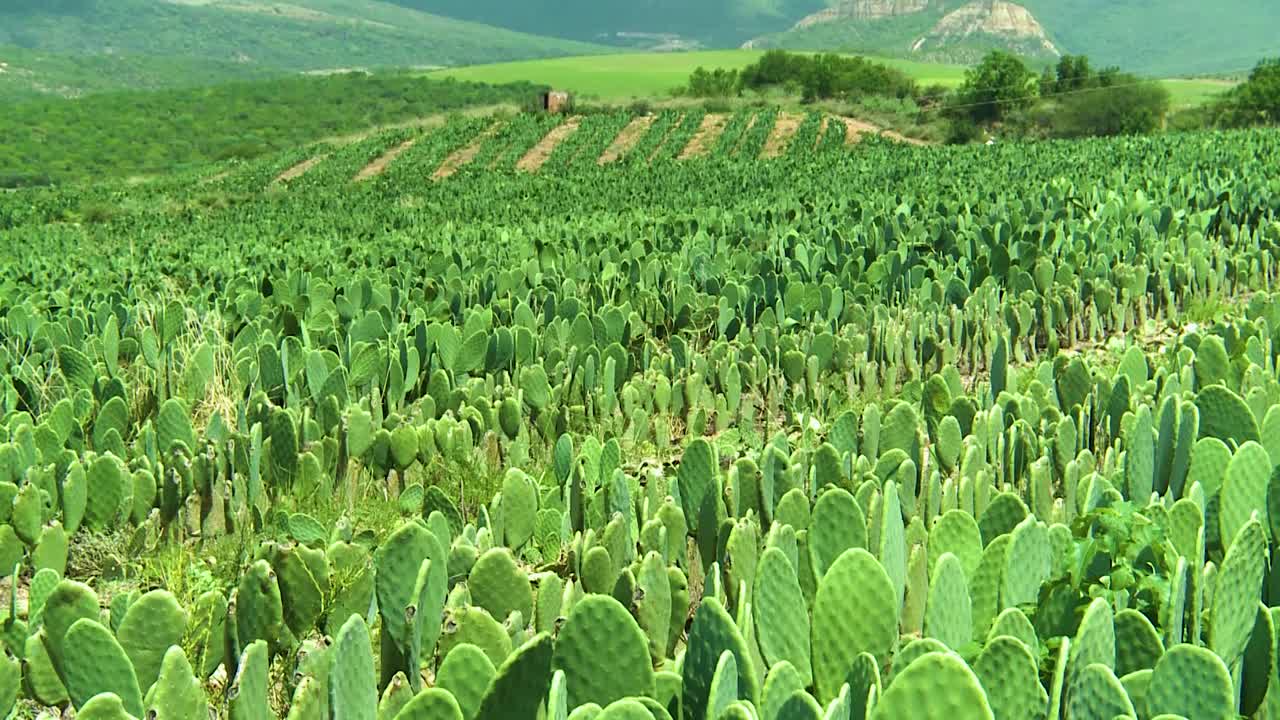멕시코 자카테카스와 아구아스칼리엔테스의 에서 나팔레스 투스