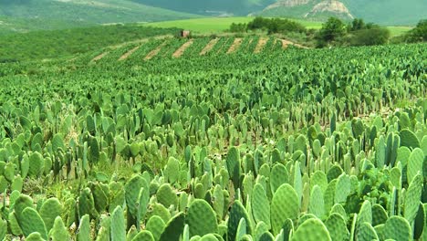 cactus nopales en un campo en zacatecas y aguascalientes, méxico
