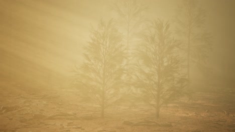 Bosque-De-Otoño-Y-árboles-En-La-Niebla-De-La-Mañana