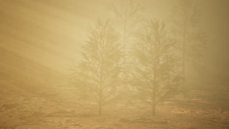 autumn forest and trees in morning fog