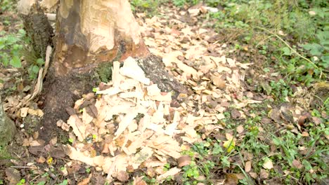 the trunk of the tree is eaten by the beaver