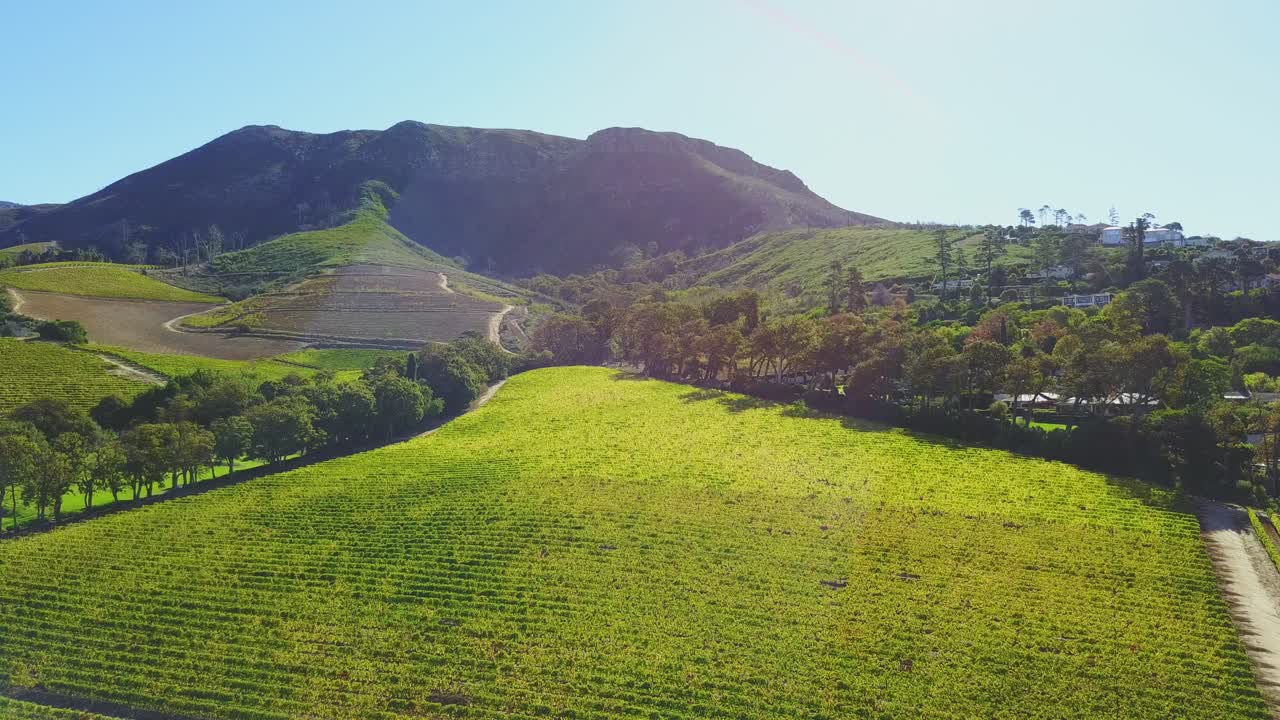 Aerial vineyards in the sun with mountains in the background