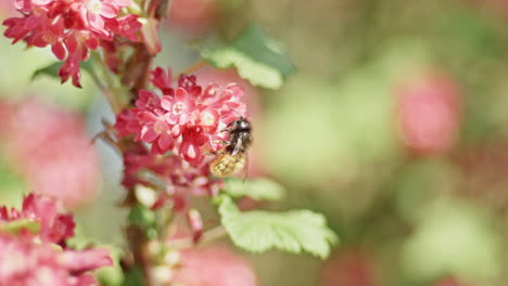bee collecting pollen from blossoms of colorful red
