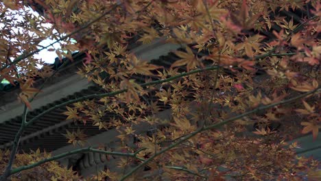 Hojas-De-Arce-Otoñales-De-Color-Naranja-Revoloteando-En-El-Viento-En-Koyasan,-Japón