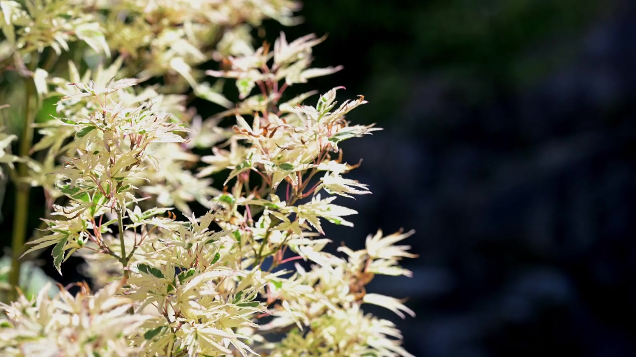 Fogliame intricato bianco e verde di un albero di Acer palmatum isolato su uno sfondo scuro. Perfetta texture organica astratta, contrasto naturale della palette di colori e risorsa b-roll premium di acero giapponese.