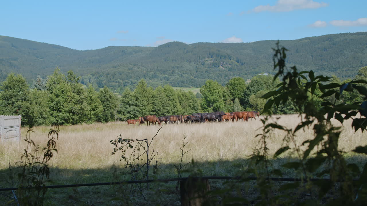 un rebaño de caballos comiendo hierba alta en un campo de campo iluminado por el sol
