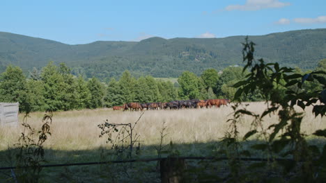 Herd-of-horses-eating-tall-grass-in-a-sunlit-countryside-field