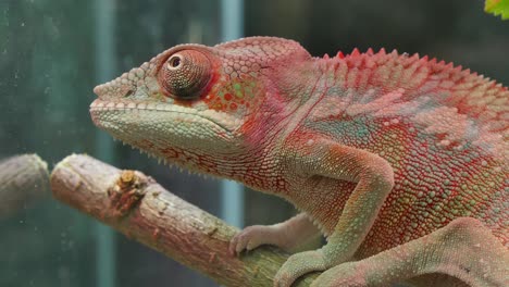 chameleon camouflage reptile