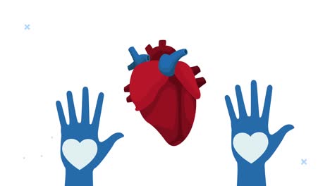 world heart day animation with hands up silhouette and organ