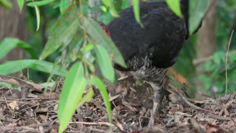 australian brush turkey scraping and tending its mound in the forest in australia in slow motion