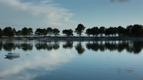 duna de árbol 03