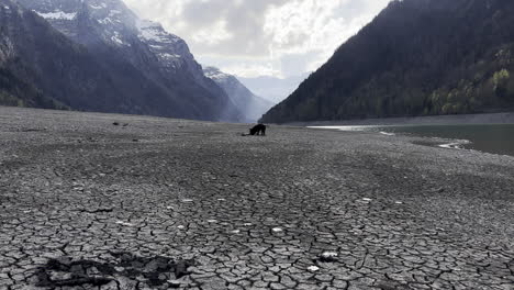 Dogs-bites-dry-tree-branches-on-the-shore-of-a-Klöntalersee-lake,-Glarus,-Switzerland