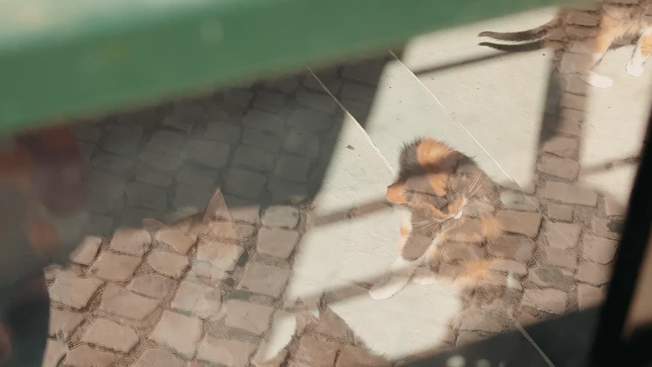 Kittens by the window