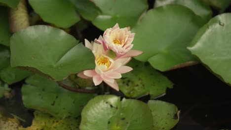 Las-Diminutas-Flores-En-Un-Estanque-De-Nenúfares-1