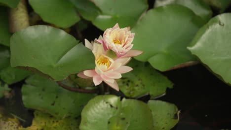 las diminutas flores en un estanque de nenúfares-1