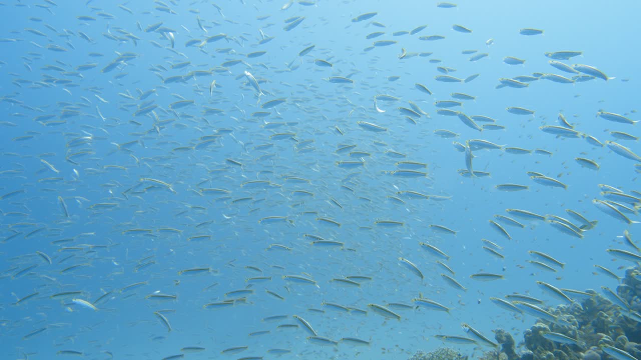 Many small fish swimming in groups together in slowmotion in 4k