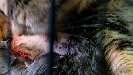 Mother-cat-eating-and-cleaning-her-newborns-during-birth---Close-up