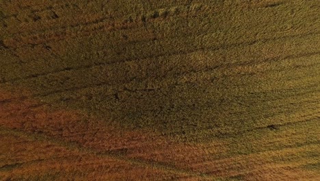 aerial shot of a large wheat field