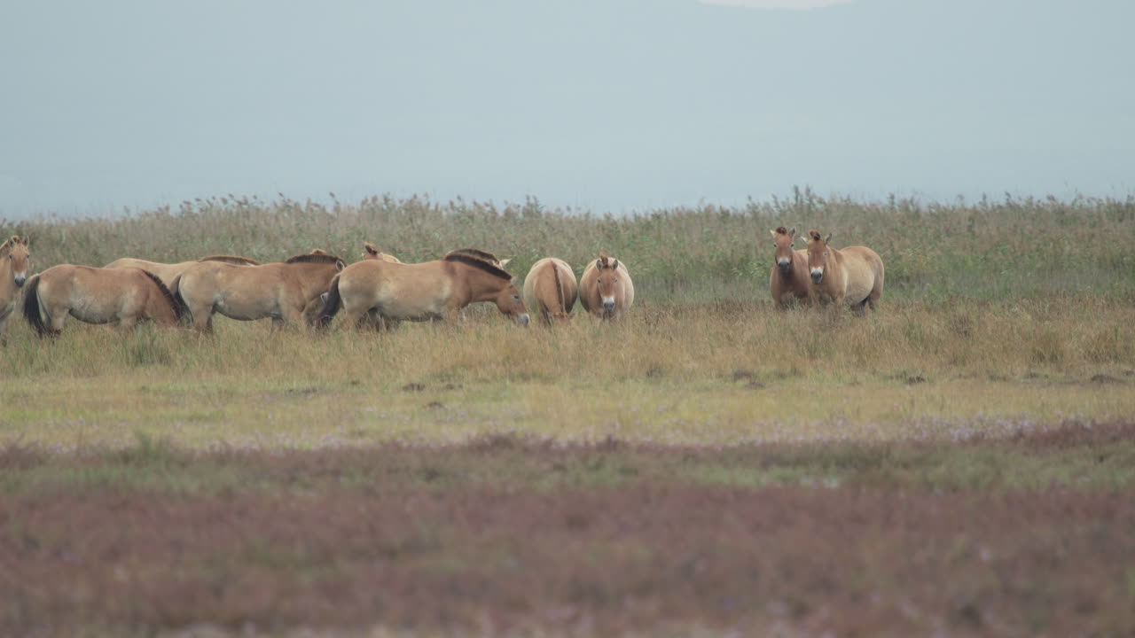 nerviosos caballos salvajes przewalski pastando en las llanuras