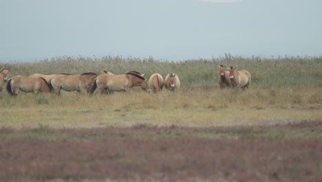 nervous wild przewalski horses grazing in the plains